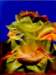 flytrap38x51cmacryliconcanvas_small.jpg